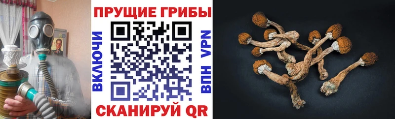 Псилоцибиновые грибы Psilocybine cubensis  что такое   Людиново 